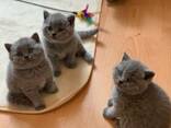 Affettuosi gattini British Shorthair, maschi e femmine, disponibili per una casa stabile e - photo 1