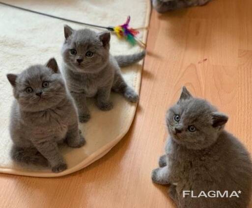 Affettuosi gattini British Shorthair, maschi e femmine, disponibili per una casa stabile e