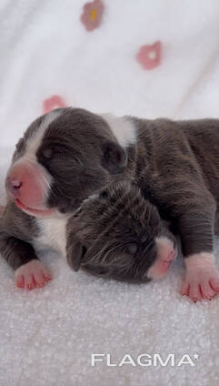 Amstaff cuccioli Blu con Pedigree ENCI