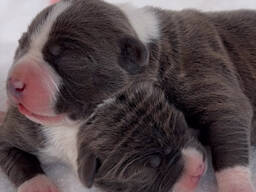 Amstaff cuccioli Blu con Pedigree ENCI