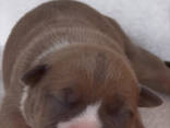 Amstaff cuccioli Blu con Pedigree ENCI - фото 5