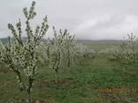 Apples from the foothills of Turkmenistan - photo 6
