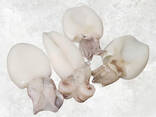 Baby cuttlefish whole frozen seafood wholesale - фото 2