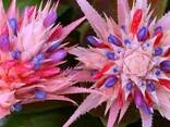 Flowers of life - photo 1
