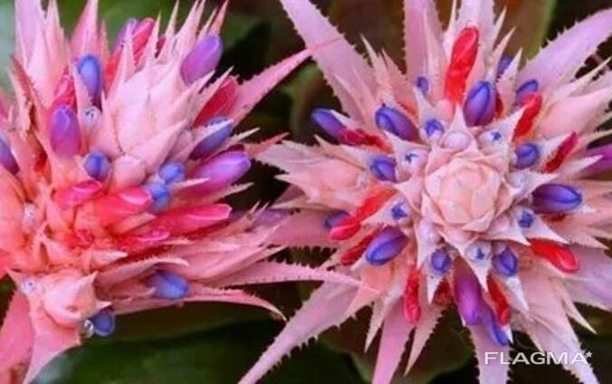 Flowers of life