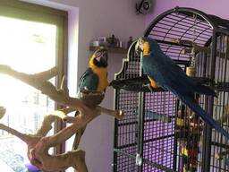 Bellissimi pappagalli ara blu e oro maschi e femmine disponibili ora.