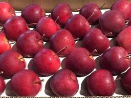 Best apples from Poland wholesale
