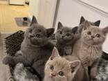 British shorthair kittens - photo 1
