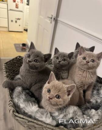 British shorthair kittens