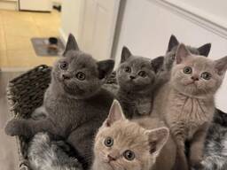 British shorthair kittens
