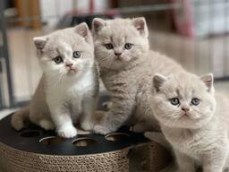 British Shorthair Maschi e Femmine