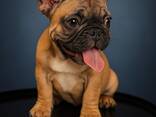Bulldog francesi mini - фото 2