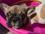 Bulldog francesi mini - фото 3