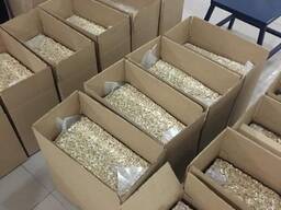 Cashew Nut Size W180 W240 W320 W450/ Certified WW320 Dried Cashew for Sale