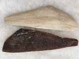 Чёрный палтус / Greenland Halibut