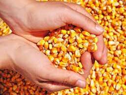 Corn for feed and food Non GMO