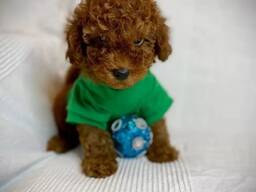 Cuccioli di barboncino toy