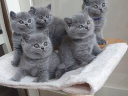 British Shorthair Maschi e Femmineee