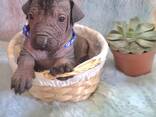 Cuccioli di cane messicano senza pelo (Xoloitzcuintli) - фото 1
