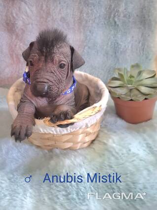 Cuccioli di cane messicano senza pelo (Xoloitzcuintli)