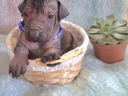 Cuccioli di cane messicano senza pelo (Xoloitzcuintli)