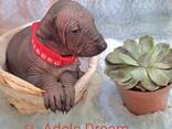 Cuccioli di cane messicano senza pelo (Xoloitzcuintli) - фото 4