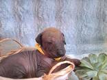Cuccioli di cane messicano senza pelo (Xoloitzcuintli) - фото 6