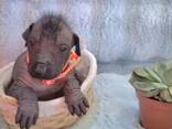 Cuccioli di cane messicano senza pelo (Xoloitzcuintli) - фото 5