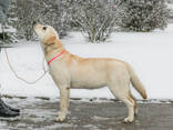 Cuccioli di Labrador Retriever di alta qualità - фото 3