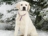 Cuccioli di Labrador Retriever di alta qualità - фото 10