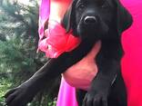 Cuccioli di Labrador Retriever di alta razza, allevati - фото 1