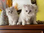 Cuccioli persiano chinchilla - silver
