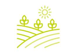 Durum Wheat пшеница твёрдая