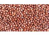 Fagioli neri/fagioli verdi/fagioli rossi ecc. - photo 1