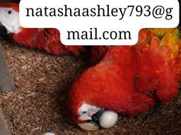 Purchase fertile parrot eggs with high hatchability