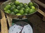 Fresh Seedless Lime from Vietnam - фото 1