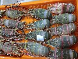 Frozen Lobster, Frozen Lobster, Frozen Lobster Tails Fresh Lobsters Canadian
