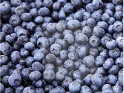 Frutti di bosco e frutta surgelati; miscele di frutti di bosco e frutta, e miscele per com