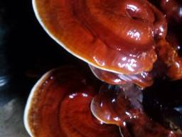 Fungo Reishi, Lingzhi, Ganoderma lucidum