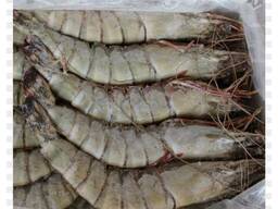 Gamberetti tigre neri all'ingrosso