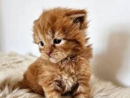 Gattini Maine Coon in vendita