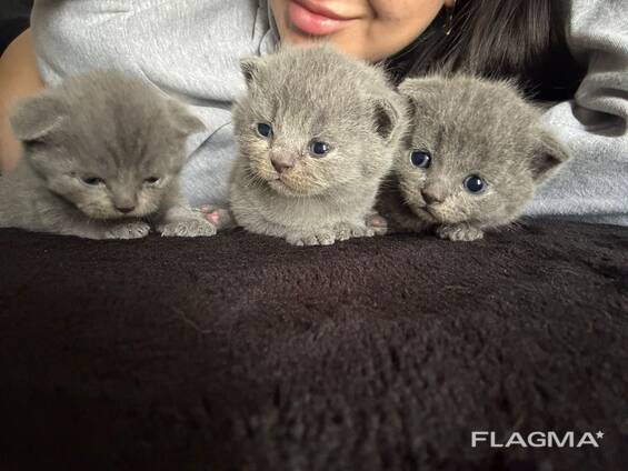 Gattini British