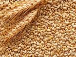 Grano alimentare e da foraggio - фото 1
