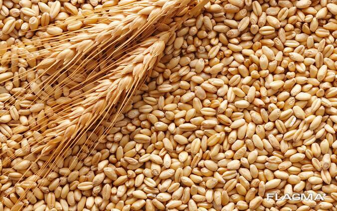 Grano alimentare e da foraggio
