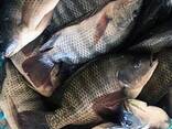 High-Quality Tilapia Manufacturers Fresh Frozen Whole Tilapia Fish - фото 1