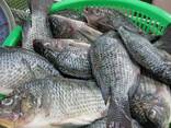 High-Quality Tilapia Manufacturers Fresh Frozen Whole Tilapia Fish - фото 3
