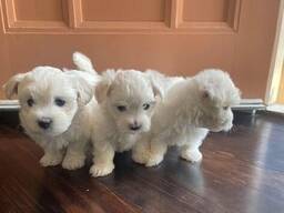 I nostri cuccioli maltesi sono molto felici, sani e giocosi e amano dare baci e coccole.