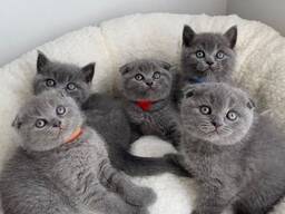 I nostri gattini Scottish Fold sono molto dolci