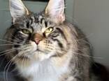Gatti di razza Maine Coon. Documentazione completa. Ottimo pedigree. - фото 1