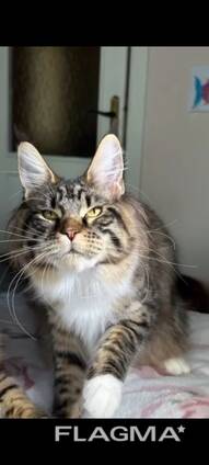 Gatti di razza Maine Coon. Documentazione completa. Ottimo pedigree.